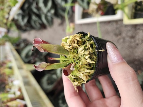 へりあん堂　ヘリアンフォラHeliamphora 食虫植物 Heliamphora（ヘリアンフォラ）の商品一覧 | Y's Exotics （山田