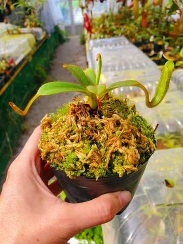 Nepenthes（ネペンテス/ウツボカズラ）の商品一覧 | Y's Exotics （山田食虫植物農園）