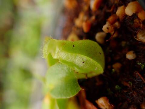 商品一覧 - Y's Exotics （山田食虫植物農園）