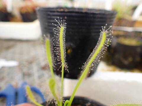 G403 4-1 D. capensis (alba)