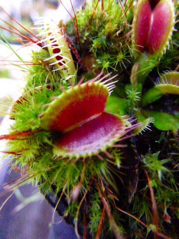 Dionaea ｍuscipula（ディオネア/ハエトリソウ）の商品一覧 | Y's Exotics （山田食虫植物農園）