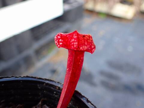 商品一覧 - Y's Exotics （山田食虫植物農園）