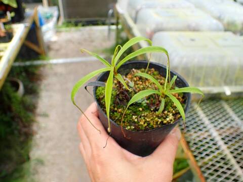 E565 1-2 N. glablata (seedling)
