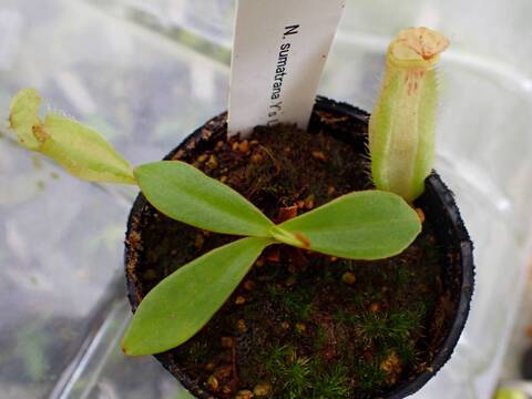 O181 5-1 N. sumatrana Y's Lab