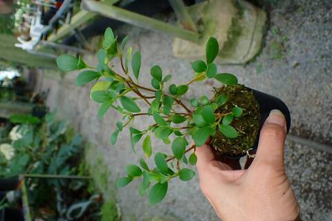 R320 3-1 Pachycentria glauca, ant plant, whiteflower, grows together with ant tubers CK
