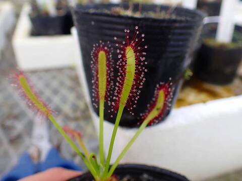 G747 4-1 D. capensis 