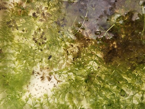 Y799 1-3 Aldrovanda vesiculosa 京都巨椋池系統