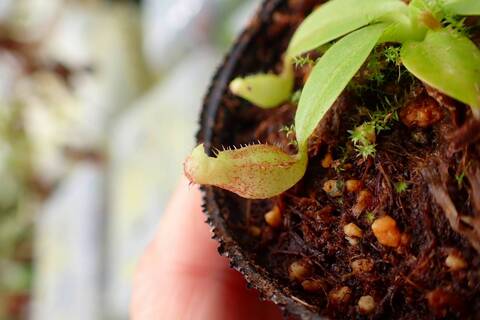teatネペン Nepenthes（ネペンテス/ウツボカズラ）の商品一覧 | Y's Exotics