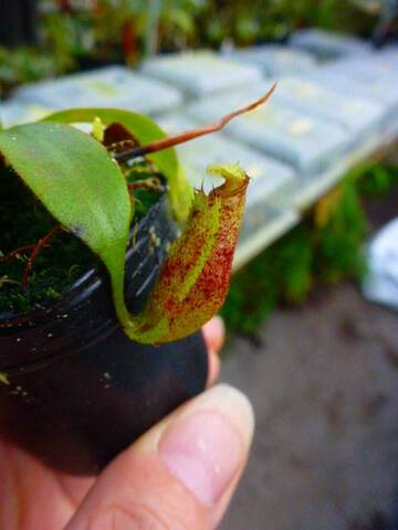 Nepenthes（ネペンテス/ウツボカズラ）の商品一覧 | Y's Exotics （山田食虫植物農園）