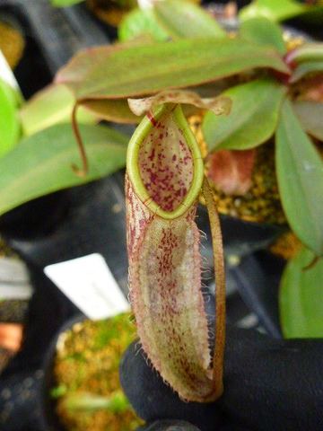 Nepenthes（ネペンテス/ウツボカズラ）の商品一覧 | Y's Exotics （山田食虫植物農園）