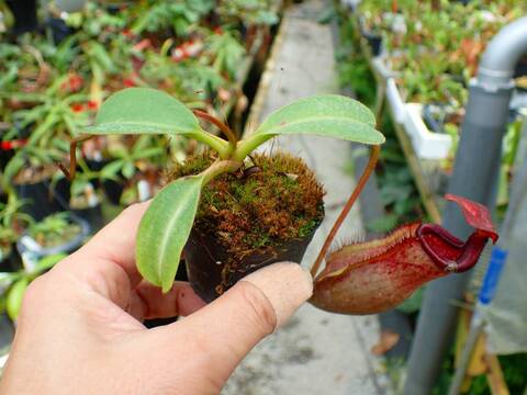 J540 1-2 N. peltata `Yellow Phantom' x lowii #NNN