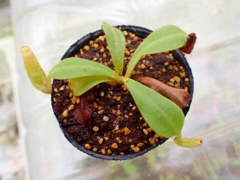 商品一覧 - Y's Exotics （山田食虫植物農園）