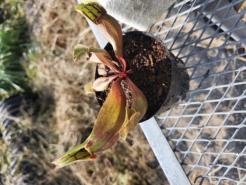 商品一覧 - Y's Exotics （山田食虫植物農園）