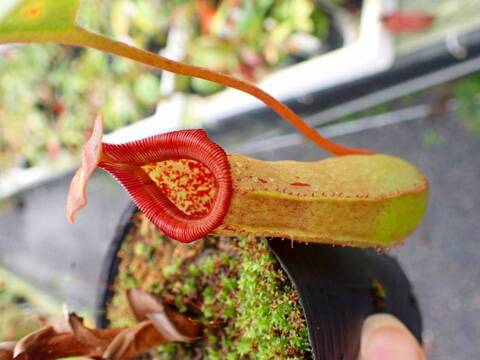 商品一覧 - Y's Exotics （山田食虫植物農園）