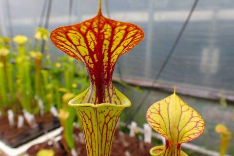 商品一覧 | Y's Exotics （山田食虫植物農園）