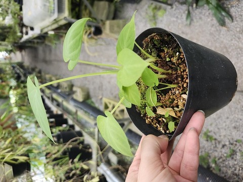 商品一覧 - Y's Exotics （山田食虫植物農園）