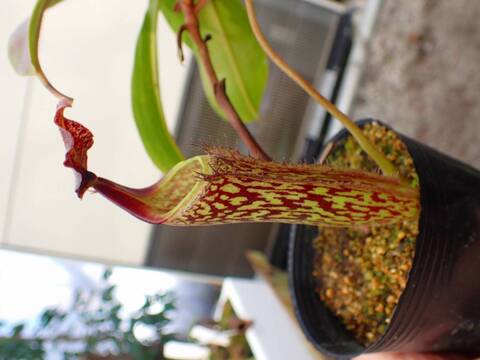 商品一覧 - Y's Exotics （山田食虫植物農園）