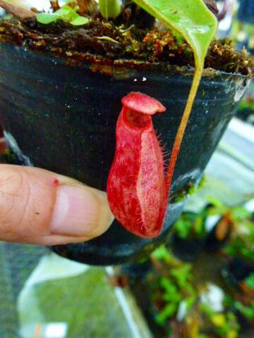 Nepenthes（ネペンテス/ウツボカズラ）の商品一覧 | Y's Exotics （山田食虫植物農園）