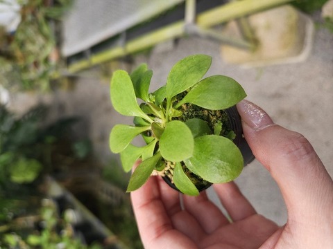 Y678 3-1 [YA-30] Cephalotus follicu;laris Y's Lab 