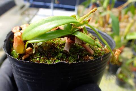 壺　実 Nepenthes（ネペンテス/ウツボカズラ）の商品一覧 | Y's Exotics