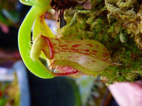 Y's Exotics (山田食虫植物農園) Y's Exotics (山田食虫植物農園)