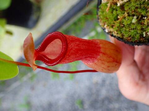 P124 5-3 N. ventricosa-red seedling