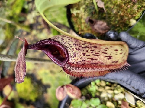 ネペンテス七種セット(宅急便発送) ネペンテス七種セット(宅急便発送) Nepenthes（ネペンテス