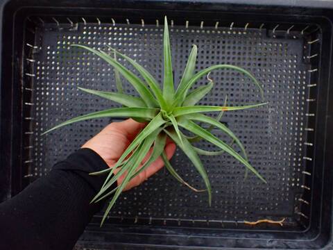 商品一覧 - Y's Exotics （山田食虫植物農園）
