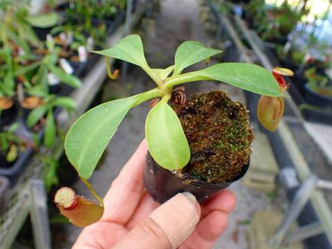 J170 3-2 N. peltata `Yellow Phantom' x xtrusmadiensis #NNN
