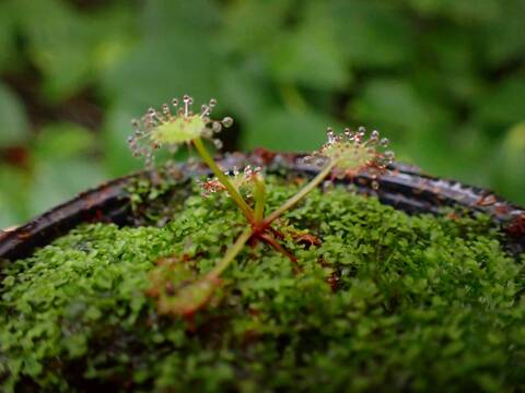 商品一覧 - Y's Exotics （山田食虫植物農園）