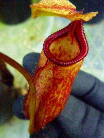 Nepenthes（ネペンテス/ウツボカズラ）の商品一覧 | Y's Exotics （山田食虫植物農園）