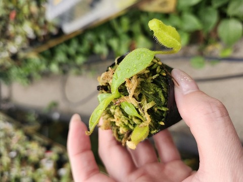 J118 1-4 N. (truncata x ephippiata) x macrophylla #NNN