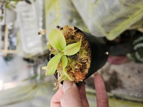 P326 1-4 [YA-100] N. sibuyanensis Y's Lab 