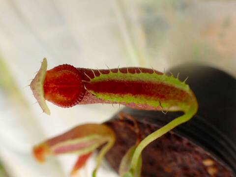 商品一覧 - Y's Exotics （山田食虫植物農園）