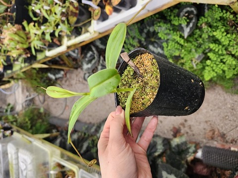 Y479 1-2 N. (ventricosa x sibuyanensis)-giant x ovata EP