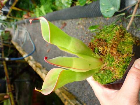 商品一覧 - Y's Exotics （山田食虫植物農園）