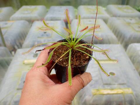 P273 1-3 D. capensis