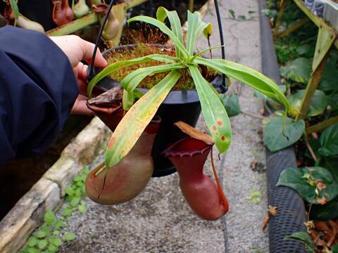 商品一覧 - Y's Exotics （山田食虫植物農園）