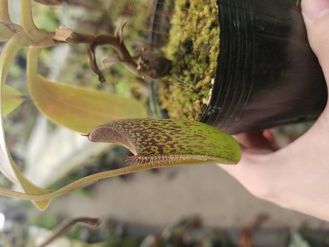 商品一覧 - Y's Exotics （山田食虫植物農園）