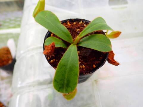 Nepenthes（ネペンテス/ウツボカズラ）の商品一覧 | Y's Exotics