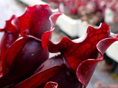 商品一覧 - Y's Exotics （山田食虫植物農園）