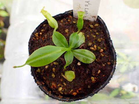 O191 5-1 N. bicalcarata Y's Lab