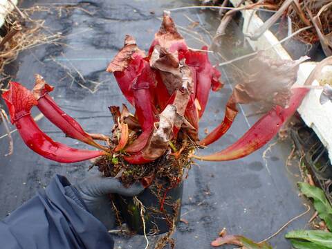 商品一覧 - Y's Exotics （山田食虫植物農園）