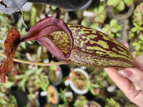 商品一覧 - Y's Exotics （山田食虫植物農園）