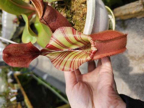 商品一覧 | Y's Exotics （山田食虫植物農園）