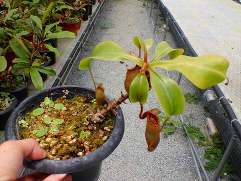 Y838 5-1 N. veitchii `Akazukin' x (lowii x ventricosa red) Y's