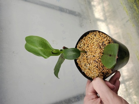 J531 1-4 N. rigidifolia 