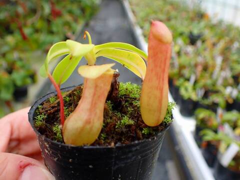 商品一覧 - Y's Exotics （山田食虫植物農園）