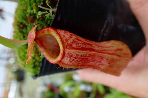 商品一覧 - Y's Exotics （山田食虫植物農園）