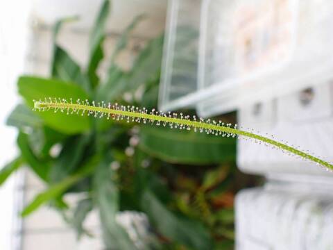 G551 5-2 D. filformis var. filformis